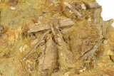 Fossil Dinosaur Bones & Tendons in Sandstone - Wyoming #292578-1
